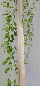 Paket List Profil wall Molding Lebar 4 Cm 13 Pcs + 3 Cm 12 Pcs Panjang 2 meter Wainscoting Termurah