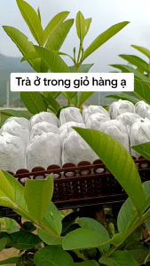 { Mua 1 Tặng 3 } Trà Lá Ổi 6 Vị Giảm Cân Giảm Mỡ Bụng Tiệm Trà 1996 Mua 30 gói tặng 30 gói tặng thêm táo đỏ và cỏ ngọt trà tea