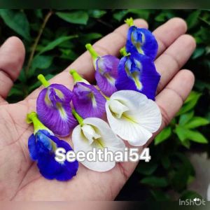 เมล็ดดอกอัญชันคละสี มี 4 สี20เมล็ด เมล็ดพันธุ์ ดอกอัญชัน อัญชันสี ฟ้าม่วงขาว ฟ้า