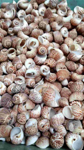 cangkang kerang doreng bulat - kerang hias - kerang bulat kecil - kerang dekorasi - kerang untuk akuarium - kerang kerajinan