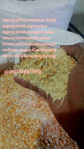 JAGUNG GILING KERING REPACK 1 KG UNTUK PAKAN AYAMBEBEKBURUNG DAN UNGGAS LAINYA