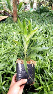 Tanaman hias daun suji pohon daun suji pandan betawi wangi herbal pewarna