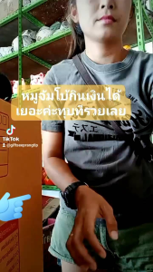 กระปุกออมสินหมูทองจัมโบ้