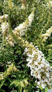 ราชาวดี "ไวท์ โพรฟิวชั่น" กระถาง 11 นิ้ว สายพันธุ์ใหม่ดอกหอม(กทม)