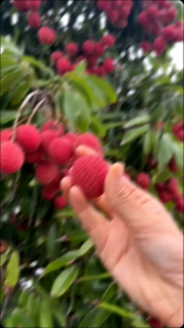 BIBIT MURAH LECI SUPER🌱 Merupakan Salah Satu Tanaman Buah Favorit Yang Banyak Di Sukai Masyarakat  Rasa Buah Yang Manis.Keunggulan Bibit Cepat Berbuah Juga Bisa Tanam Dalam Pot Berbuah Pendek