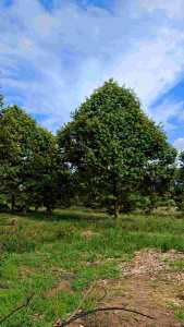 Baja Kopi Amino acid /baja organik 20kg Jepun Amino 日本氨基酸肥料/有机肥ORGANIC NPK 15+- fertilizer