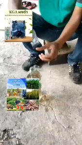 ผงดำ KGA ฮิวมิค ปุ๋ยกึ่งฮอโมน