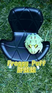 特别纹路 南美绿角蛙 宠物角蛙 4CM Special Color Green Pacman Frog/Live Frog/Horned Frog
