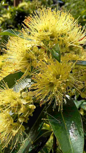 รักแรกพบสีเหลือง กระถาง 11 นิ้ว ต้นสวยและแข็งแรง(กทม)