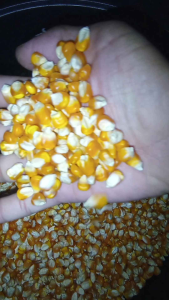 Benih Jagung Hibrida Lokal / Jagung Kampung Tawar Siap Tanam Kemasan 1 kg