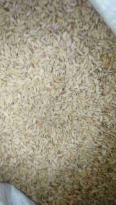 JUAL BENIH BIBIT PADI HUMA / PADI DARAT KUALITAS SUPER / BERAT = 1 KG