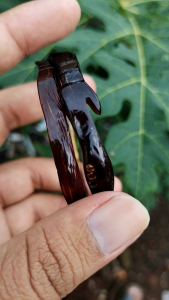 GELANG AKAR BAHAR MERAH KRISTAL UKIR KJG