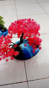 bonsai aquascape tinggi 20cm