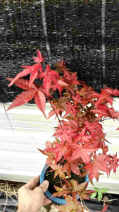 Japanese Maple Tree Bonsai