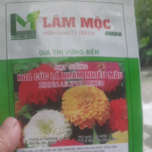 hạt giống   hoa cúc lá nhám nhiều màu  ( lâm mộc ) 👉 gói 05g