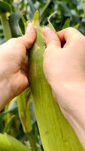 Jagung Manis Segar Kualitas Premium | Buah Jagung Muda | Sayuran & Camilan Sehat