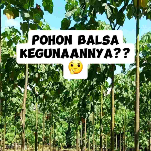BIJI/BENIH POHON KAYU BALSA | OCHROMA PYRAMIDALE