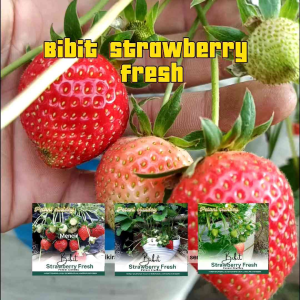 10 bibit strawberry mencir isi 10 super jumbo manis dan segar
