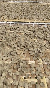 Keropok Keping Baby NIPIS Diret KILANG Terengganu / Keropok Mini / Keropok Baby / Keropok Ikan Terengganu / Keropok Terengganu / Keropok Original Terengganu / Keropok Natrah / Keropok Ikan Natrah / Fish Crackers / Keropok Sedap / Keropok Ikan Nipis