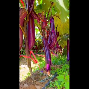 (ELDORA SEEDS) 200 BUTIR BIJI | BENIH TERONG UNGU PANJANG | SOLANUM MELONGENA