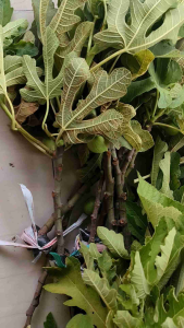 bibit cangkok buah tin super jumbo LDA YGK EZIO