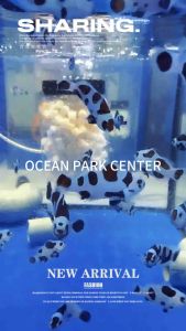 BLACK STORM CLOWNFISH (NEMO) 2.5CM+