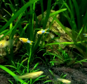 Aquarium Needs Guppy Tank for (JBGDS) Japan Blue Gold Double Sword