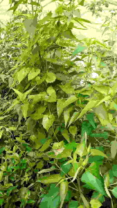 Daun kiriyuh obat herbal rempah2 100gram