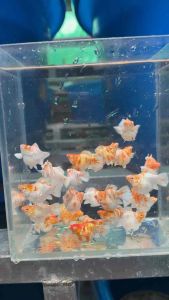 🔥NEW ARRIVAL🔥 🇵🇭🇵🇭 ALBINO SAKURA 🌸 RED DEVIL EYES 😈 Balloon Molly Fish Pair (TOP PREMIUM GRADE)