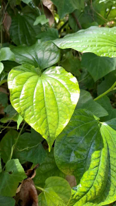 ใบชะพลูเก็บสด สมุนไพร ออแกนิก เก็บจากสวนข้างบ้าน ส่ง (200ใบ แถม20)