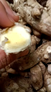 TEMU MANGGA/KUNYIT MANGGA /OBAT HERBAL UNTUK MENINGKATKAN NAFSU MAKAN SEGAR SIAP KIRIM 500 gr