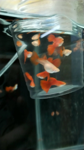 Guppy Albino Full Red (Per Pair)