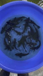 JAPAN KARASUGOI from MARUHIRO KOI FARM ( yellow belly below ) 25-28cm RM888 per koi ( high grade )