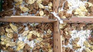 Telur Puyuh Fertil Final Stock ditetaskan