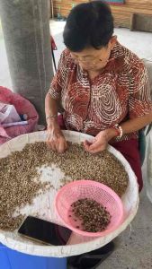 เมล็ดกาแฟคัดมือ Arabica 100% จากชาวสวนดอยเทพเสด็จ จ.เชียงใหม่ (คั่วกลาง) 500 กรัม