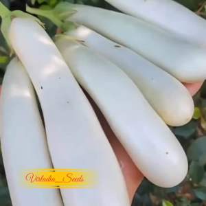 [Virladia Seeds] Biji Benih tanaman terong panjang putih