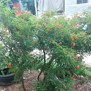 ดอกไม้มงคล ทองอุไร(ส้มแดง)