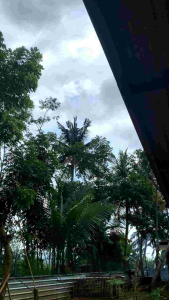 obat ayam ngorok LANFERSA mengobati ayam sakit pernafasan Ngorok Flu Pilek Snot CRD