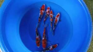 Japan Sanke & Tancho Sanke 25-27cm from Marudo Farm - RM980 per koi + shipping RM60