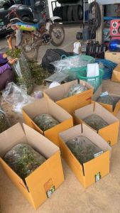 หญ้าไทเป ชุดปลูก 10 ตารางเมตร ( น้ำหนัก 4-5 kg.)ส่งไวว✅หญ้าแท้⛳️