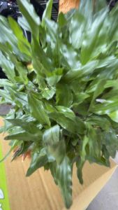 หญ้าไทเป ชุดปลูก5ตารางเมตร (น้ำหนัก 2-2.5kg)ส่งไวว✅