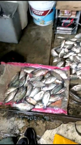 inventer alat memancing ikan 12uf