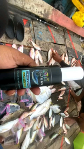 RAJA IKAN: Essen Ikan Paling Gacor untuk Semua Jenis Ikan