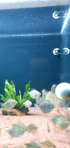 Silver Dollar//Ornamental fish/Freshwater/Readystock
