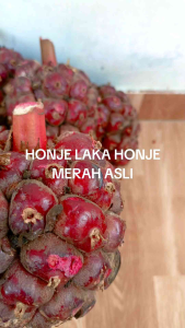 honje laka honje merah asli paket 10.kg