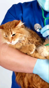 REMOV Obat Cacing Kucing dan Anjing 10ml Ampuh Atasi Cacingan Pada Hewan