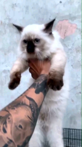 Suplemen Rambut dan Kulit Kucing: Vitamins Hair & Skin Anti Rontok