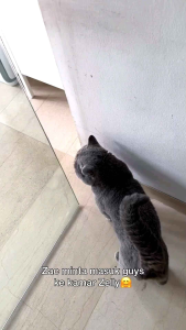 REMOV Pet Dry Shampoo Kucing Anjing Kelinci 100 ml Tanpa Bilas Wangi Baby Powder Melembutkan Buli Grooming