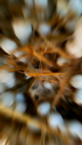 เชื้อเห็ดโคนน้อยแบบขยายลงฟาง หัวเชื้อแข็งแรง ให้ผลผลิตเยอะ สามารถนำไปหยอดแบบเปิดดอกได้