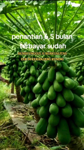 BIBIT PEPAYA CALIFORNIA MADU UNGGULAN